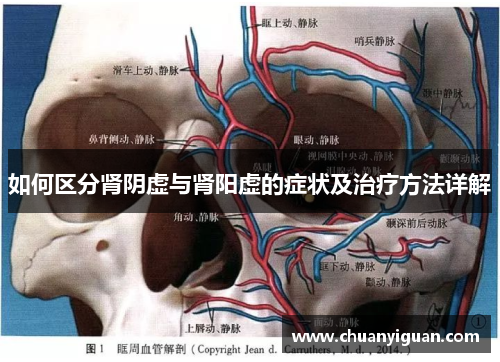 如何区分肾阴虚与肾阳虚的症状及治疗方法详解